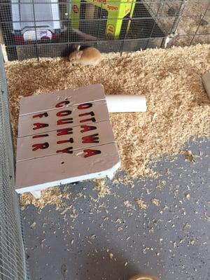 Bunnies in the baby barn!