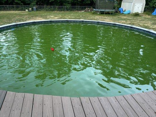 This is how my pool looked after I spent 500$ on chemicals with the pool house.  I spent 130$ at Leslie's and got it blue.