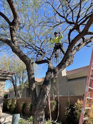 Here is a mesquite tree that Miguel came out to do at my home in north Phoenix .