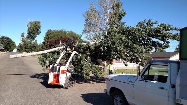 Tree removal in Wendell