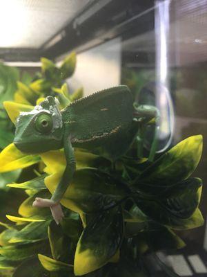 Nico the Chameleon