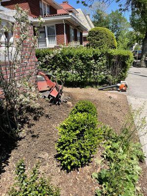 More stump removal