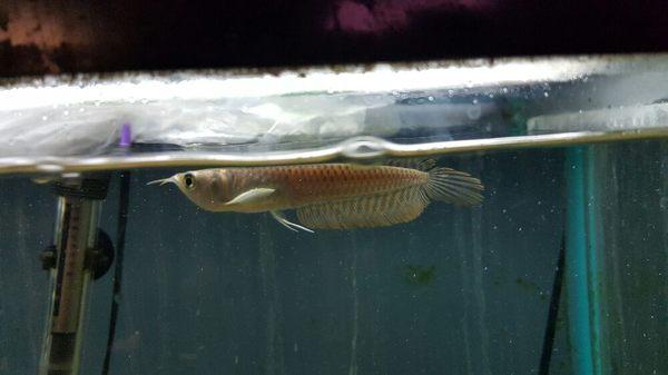 Silver arowana