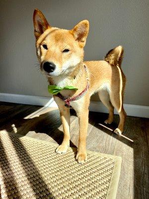 Isabel wearing a green bow! Cutie!