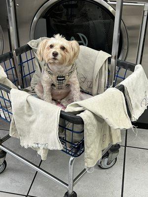 The owner puts the dog in the laundry cart where we put our clothes.