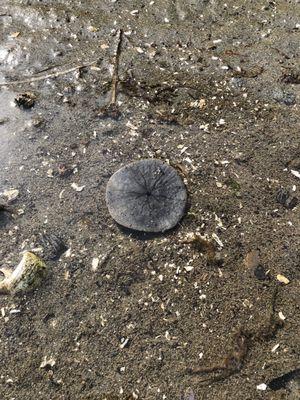 A sand dollar!!!