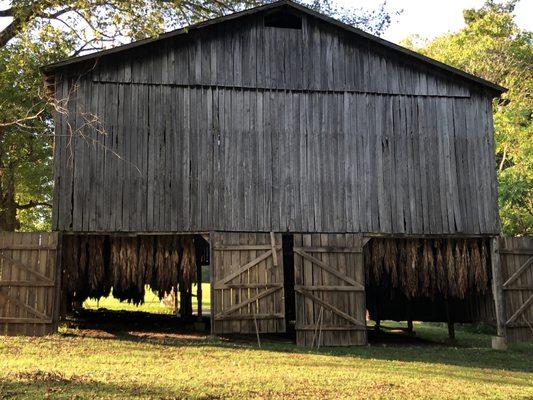 Tobacco drying