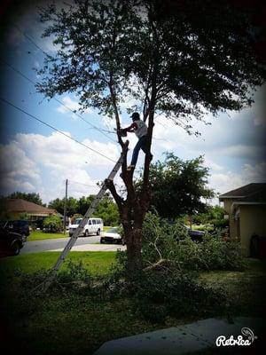 Skinner's Tree Service