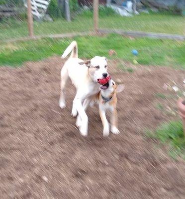 Boulder and his rescue sister Ginger