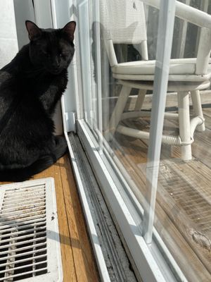 He always hides behind the curtains