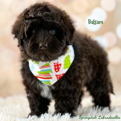 Springdale Labradoodles Australian Labradoodle Puppy