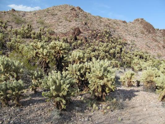 Teddy Bear Cholla Forest