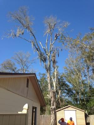 Had to zip line branches in between houses and fence due to tree being over pool,shed, and fence...