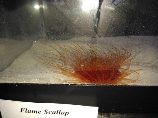 Flame scallop