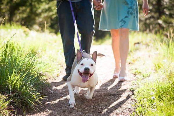 Cute pitty on an Engagement Session