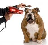 Pampered Pets Pro Grooming