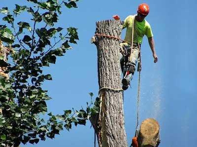 Palm Beach Tree Service