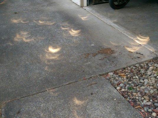 The shadow through the trees are also crescent-shaped. Solar Eclipse 2017.