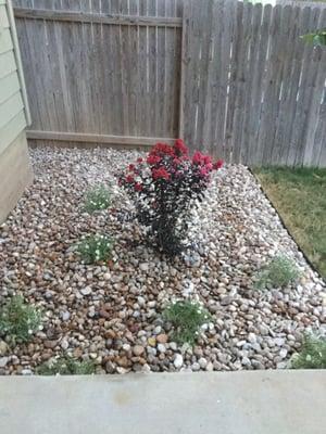 Additional xeriscaping in backyard.