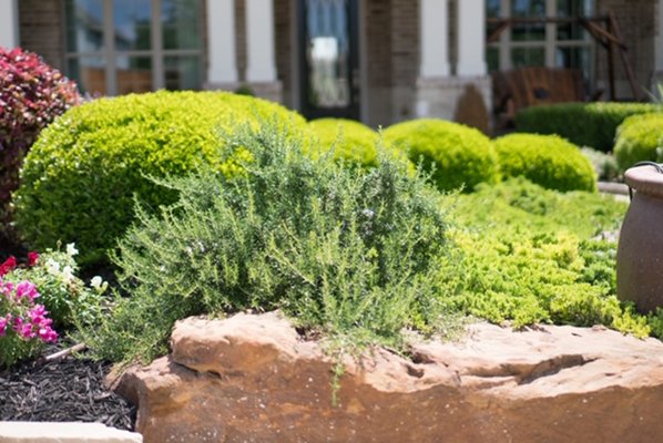 We trim our shrubs 4 times per year. Timing is everything.