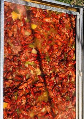 Boiled crawfish