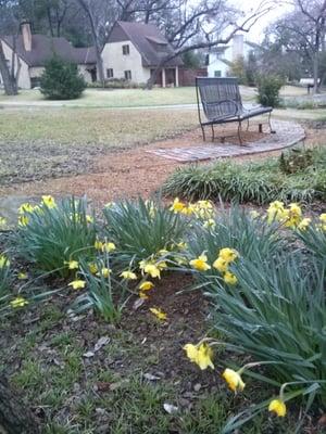 Spring Daffodils.