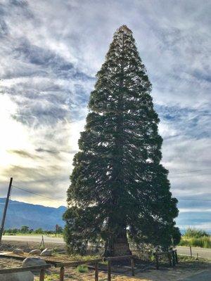 @ Inyo County - 6/28/19