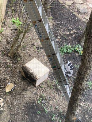 ATX Bee Removal