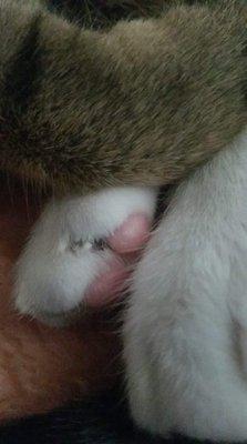 My cat's toes cut in between it. It bleed and is hurt now. He bled after. The vet conveniently left that part out.