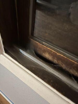 Cobwebs on window sill, cobweb on wall, dirty baseboards.