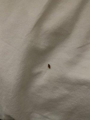 Bedbugs