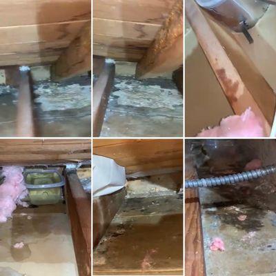 Water damage from the rain in the attic #waterdamage #atticcleaning