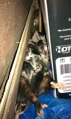 Opossum Family Removal In Garage