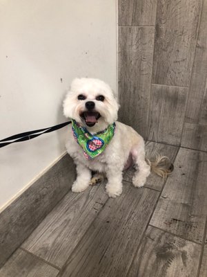 My dog smiling while there without me after being groomed.