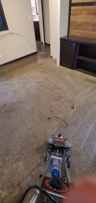 Carpet cleaning in process of cleaning