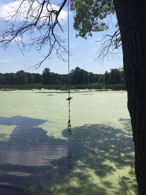 Rope swing about halfway down the river