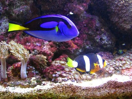 Saltwater aquarium with Blue Tang