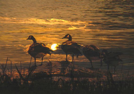 Geese on Lake at Sunrise