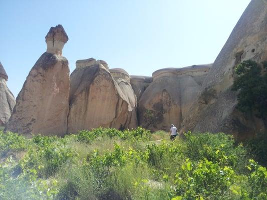 Vineyard among the chimneys at Cappadocia