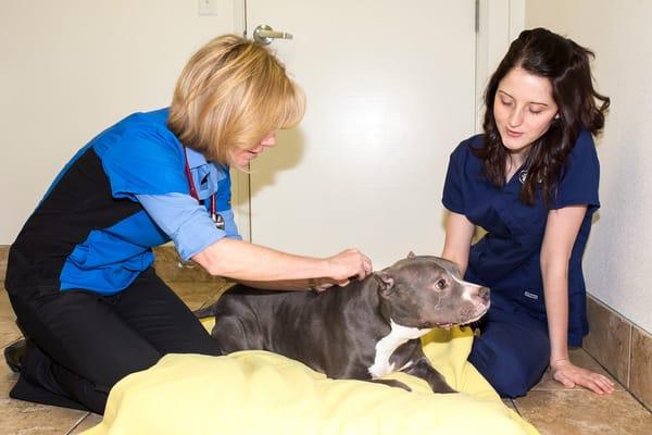 Acupuncture treatment and laser therapy available at Topaz Veterinary Clinic