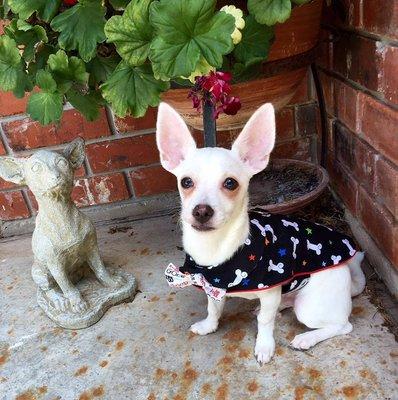 Dog jacket with bow tie. can order in any print