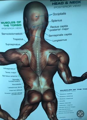 Massage charts for where pain can follow and exhibit to and from.