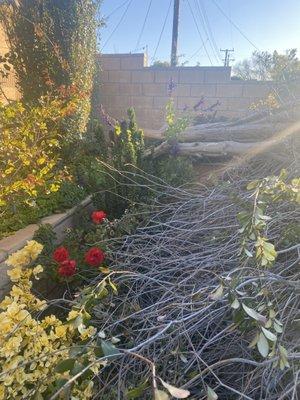 Our tree decided to fall down in the wind.