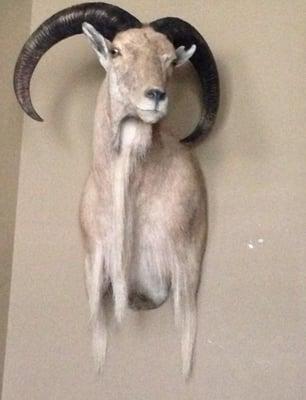 First Tristate Taxidermy mount. Wrong cape.