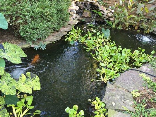 We are the Water Garden Experts. *design*install*supplies to do it your self and maintenance.