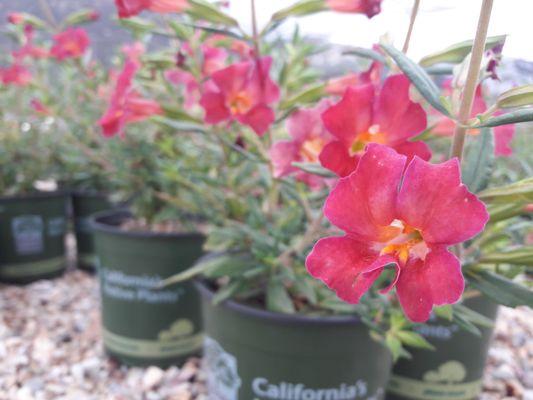 Mimulus (monkey flower)