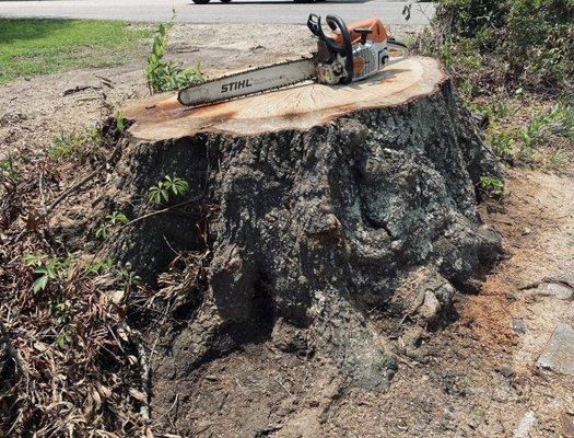 Full Circle Stump Grinding & Tree