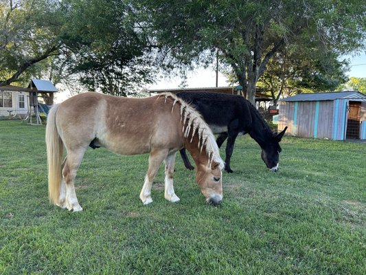 Maner Horse Ranch & Boarding