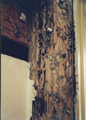 When one opens a wall you never know what it may encounter.  Subterranean Termite Tubes and damage.