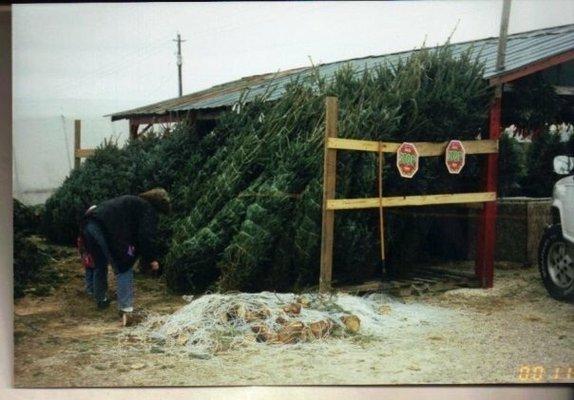 Christmas Trees time !!